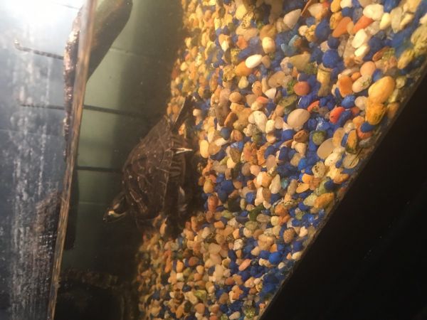 3 yellow bellied turtles