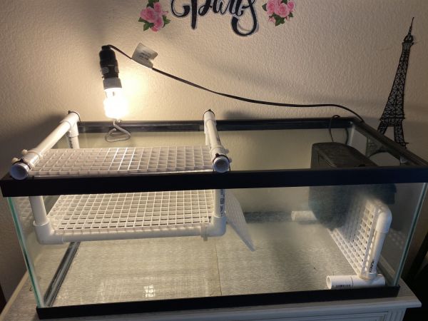 Trying to sell my 3 turtles