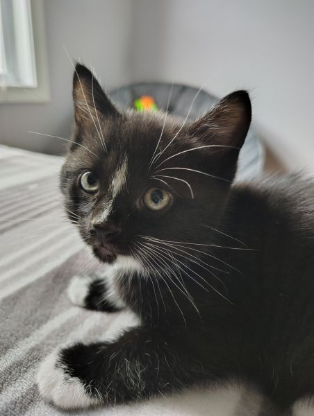 Female Black n White kitten looking for new home