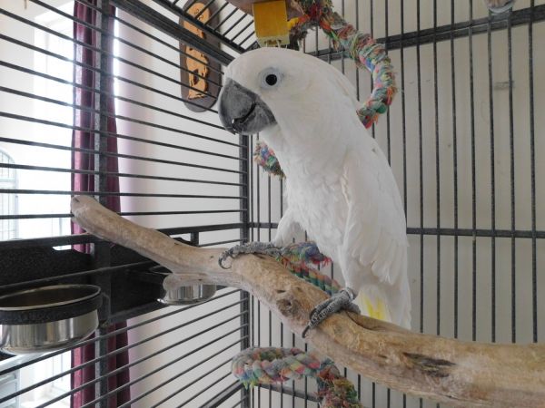 FOR SALE - with cage