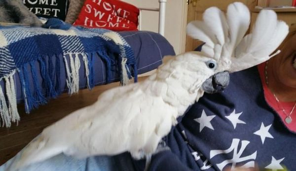Affectionate Umbrella Cockatoo Parrots