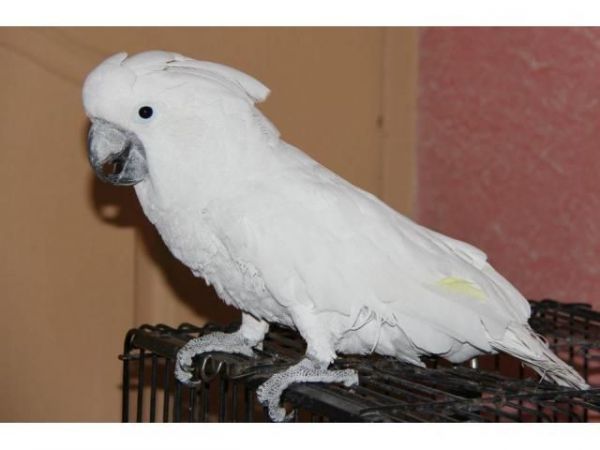 Umbrella Cockatoo Parrots... contact me via text only