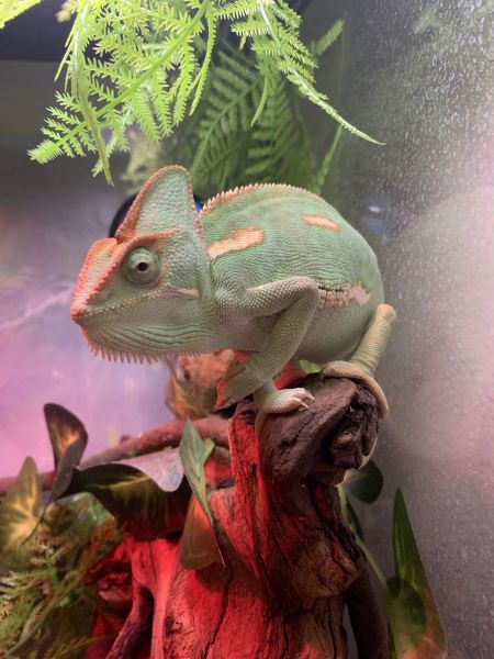 veiled chameleon (female)