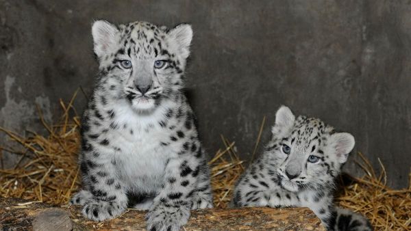 Tamed Snow Leopard Cubs .. Text (***) ***-***1