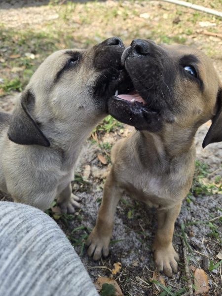 friendly loving puppies