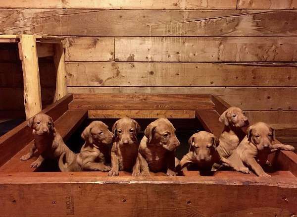Beautiful Vizsla Male and Female Puppies