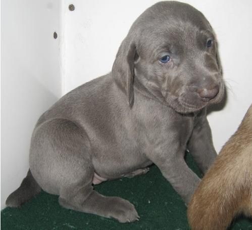 Weimaraner puppies for sale.
