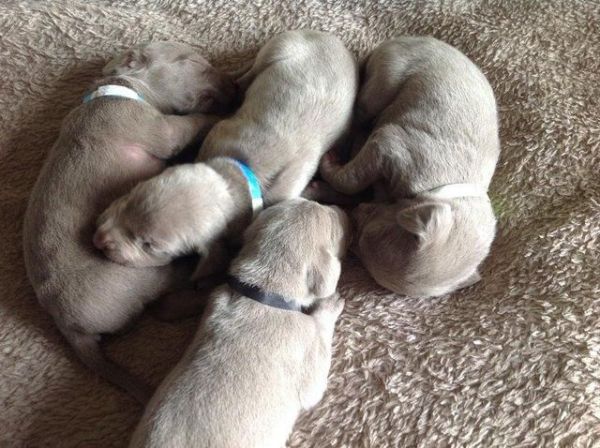 lovely weimaraner puppies