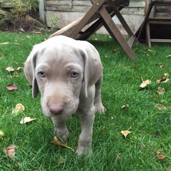 Weimaraner Puppies Available