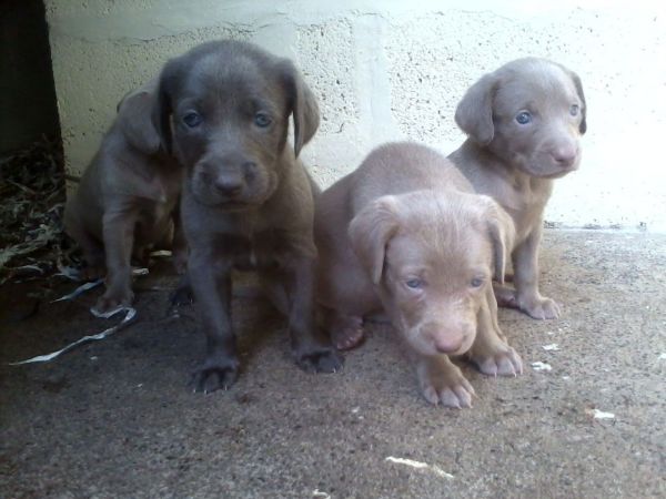Stunning Kc Reg Weimaraner Puppies Available