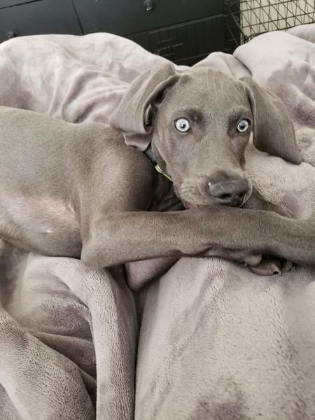 Female purebred weimaraner 7 months old $500