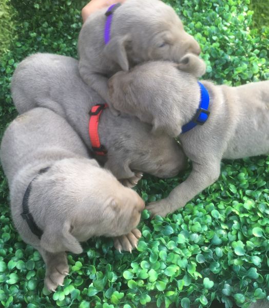 AKC registered Weimaraner puppies