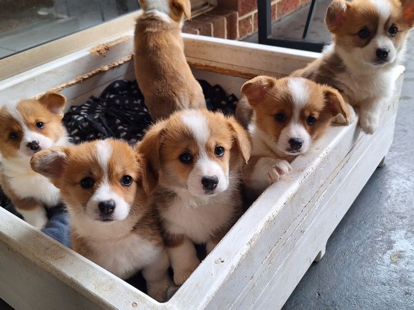 Pembroke welsh corgi puppies.