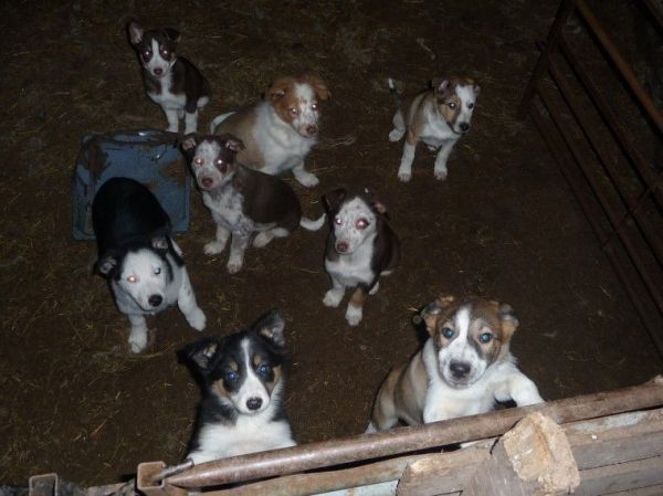Welsh Collie Pups For Sale