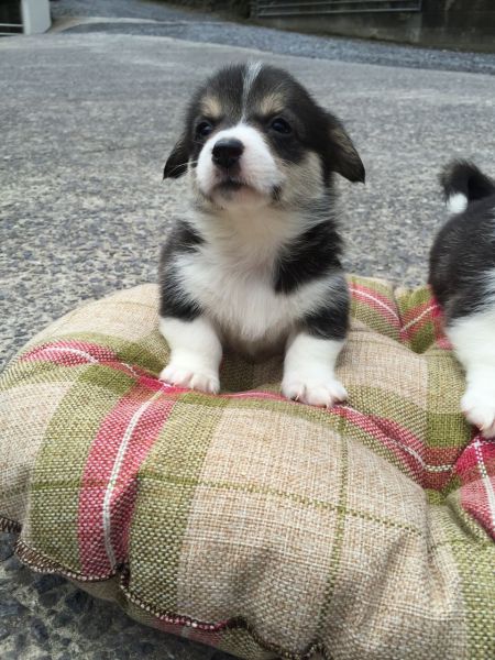 Adorable Pembrokeshire Corgi puppies