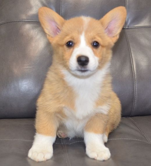 Friendly, affectionate and intelligent Corgi puppies