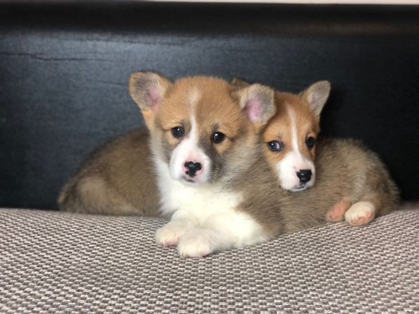 Pembroke Corgi