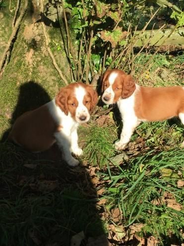 Beautiful Welsh Springer Spaniel Puppies