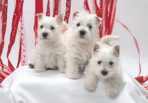 West Highland White Terrier Pups