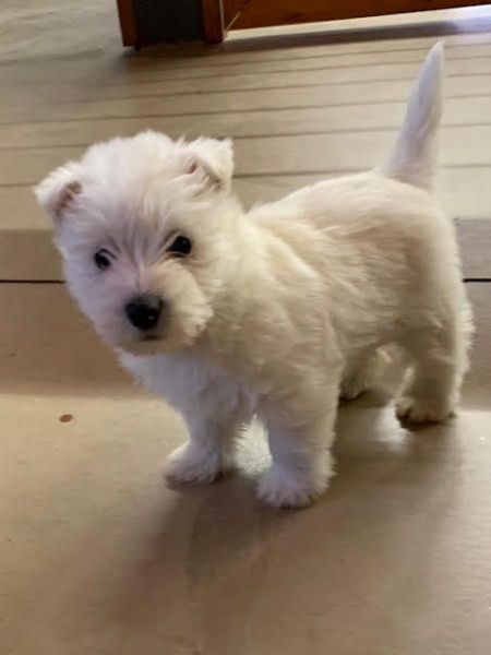 Westie Champion Bloodlines
