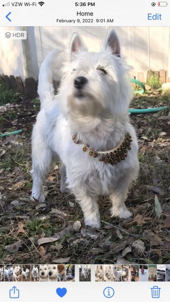 Westie Stud Needed