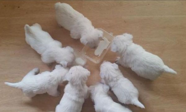 West Highland White Terrier Puppies