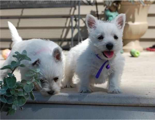 White West Highland Terrier Puppies Ready