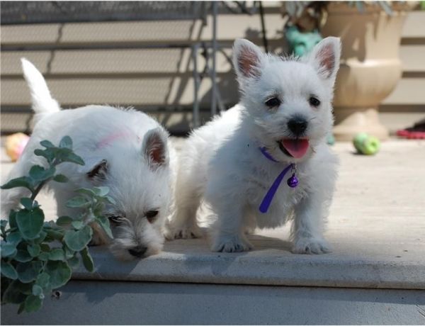 White West Highland Terrier Puppies Ready,