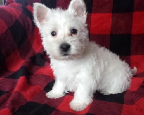 Lovely West Highland White Terrier Puppies