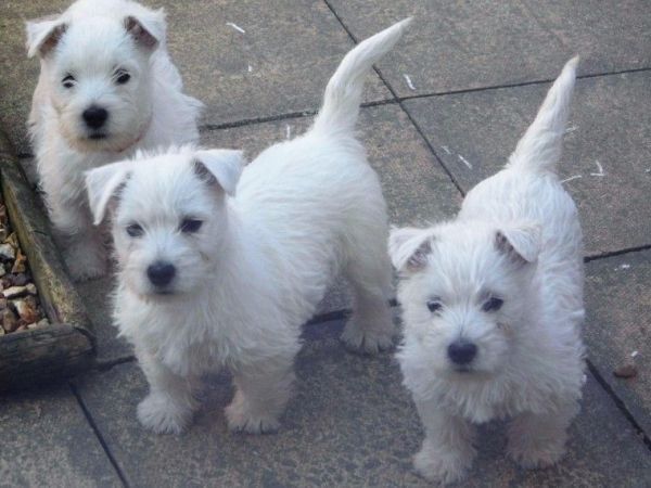 West Highland Terrier Puppies For Sale