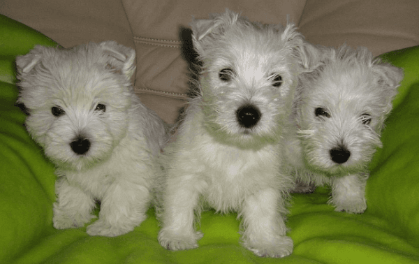 West Highland Terrier puppies