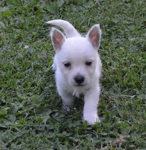 Very Intelligent West Highland White Terrier Puppies