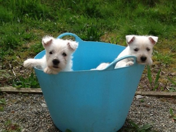 West High Land puppies