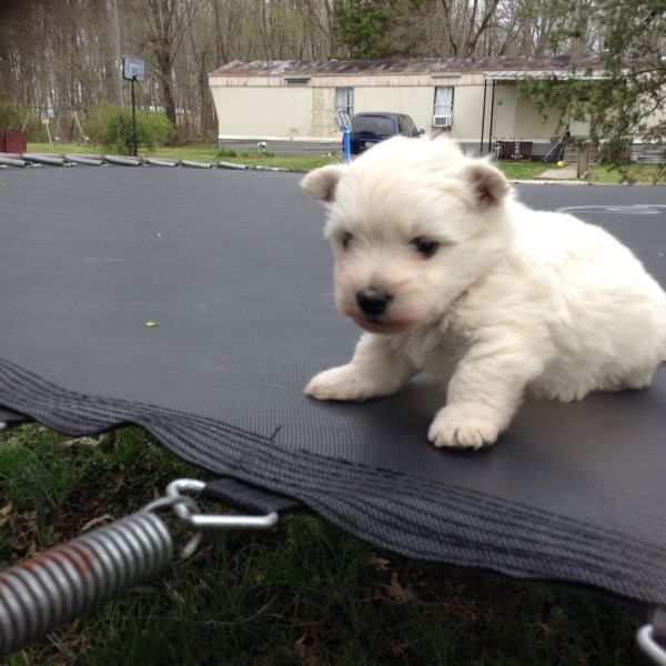 Female Westie pup