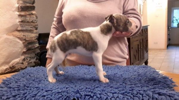 Whippet Pups From Ch