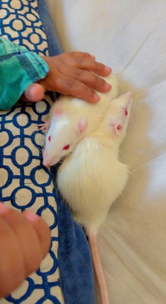White rats