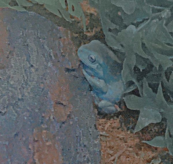 looking to sell my frog!