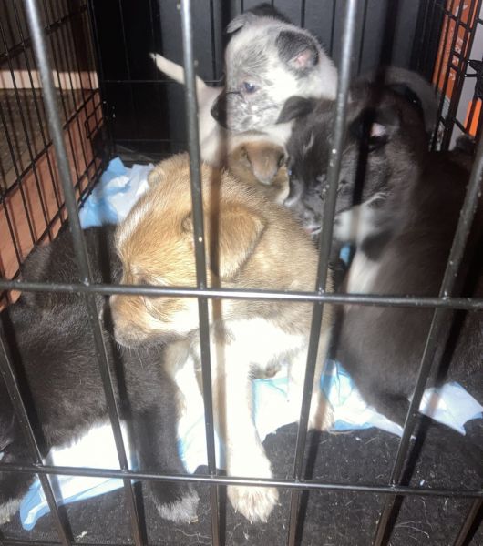 8 week old wolf hybrid pups