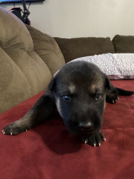 2 week old grey wolf, German Shepard, and malamute hybrid