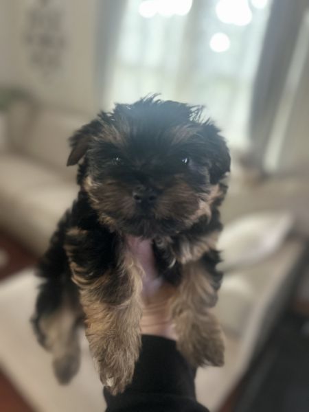 Yorkie/Bichon Frise Puppies