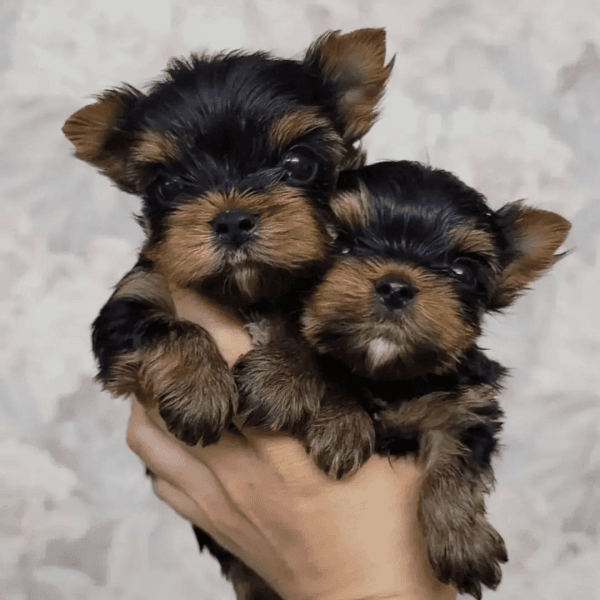 Teacup Yorkies for adoption