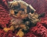Yorkiepoo puppies