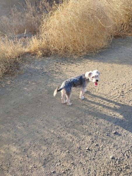 2 year old yorkiepoo urgent rehoming
