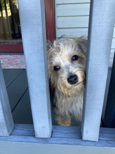 Sweet 5 Month Old Yorkie-Poo