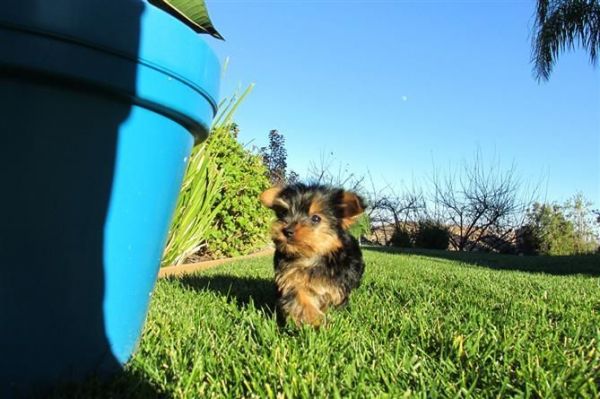 Yorkie Puppies ***