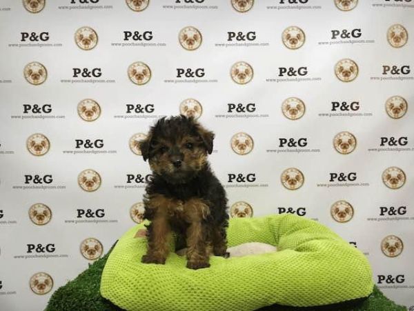 Yorkiepoo - Macchiato - Male