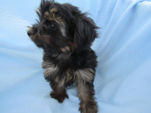 Yorkie-poo Male Pups