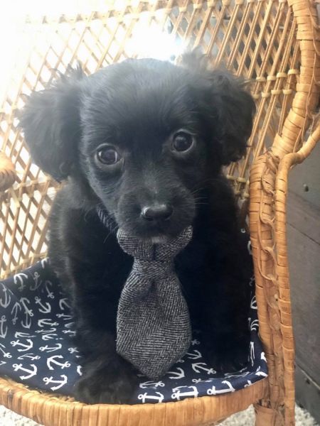 3 Yorkiepoo Male waiting for his Forever Home