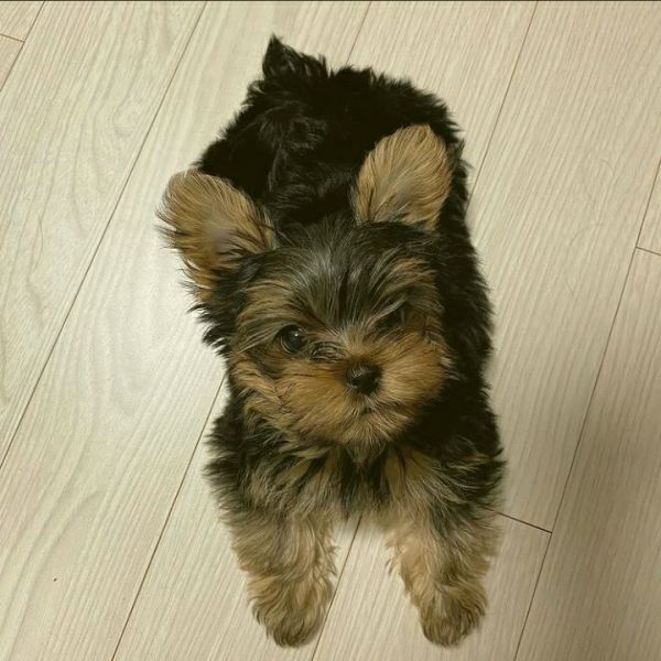 Lovely Yorkie puppy