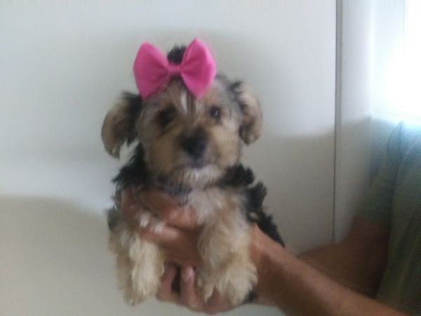 Sweet Female Yorkies